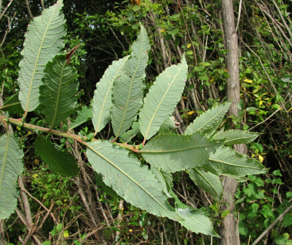 Image of Salix &times; schaburovii specimen.