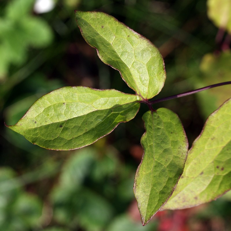 Изображение особи Clematis &times; jackmanii.