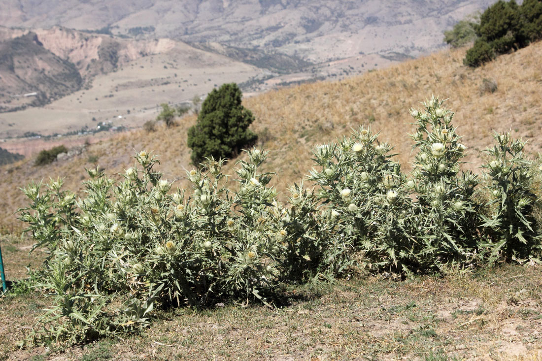 Image of Cirsium turkestanicum specimen.