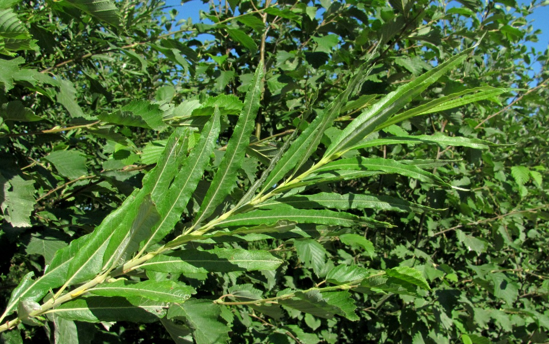 Изображение особи Salix gmelinii.