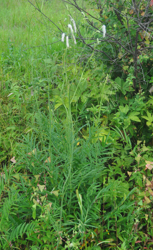 Изображение особи Sanguisorba parviflora.