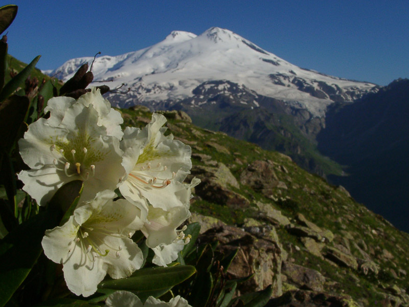 Image of Rhododendron caucasicum specimen.