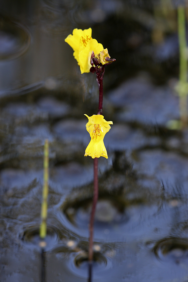 Изображение особи Utricularia vulgaris.