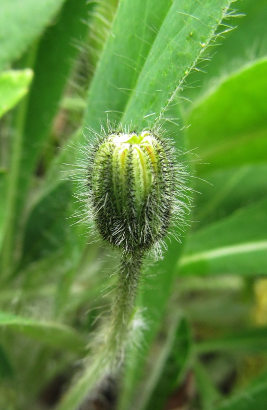 Изображение особи Pilosella officinarum.