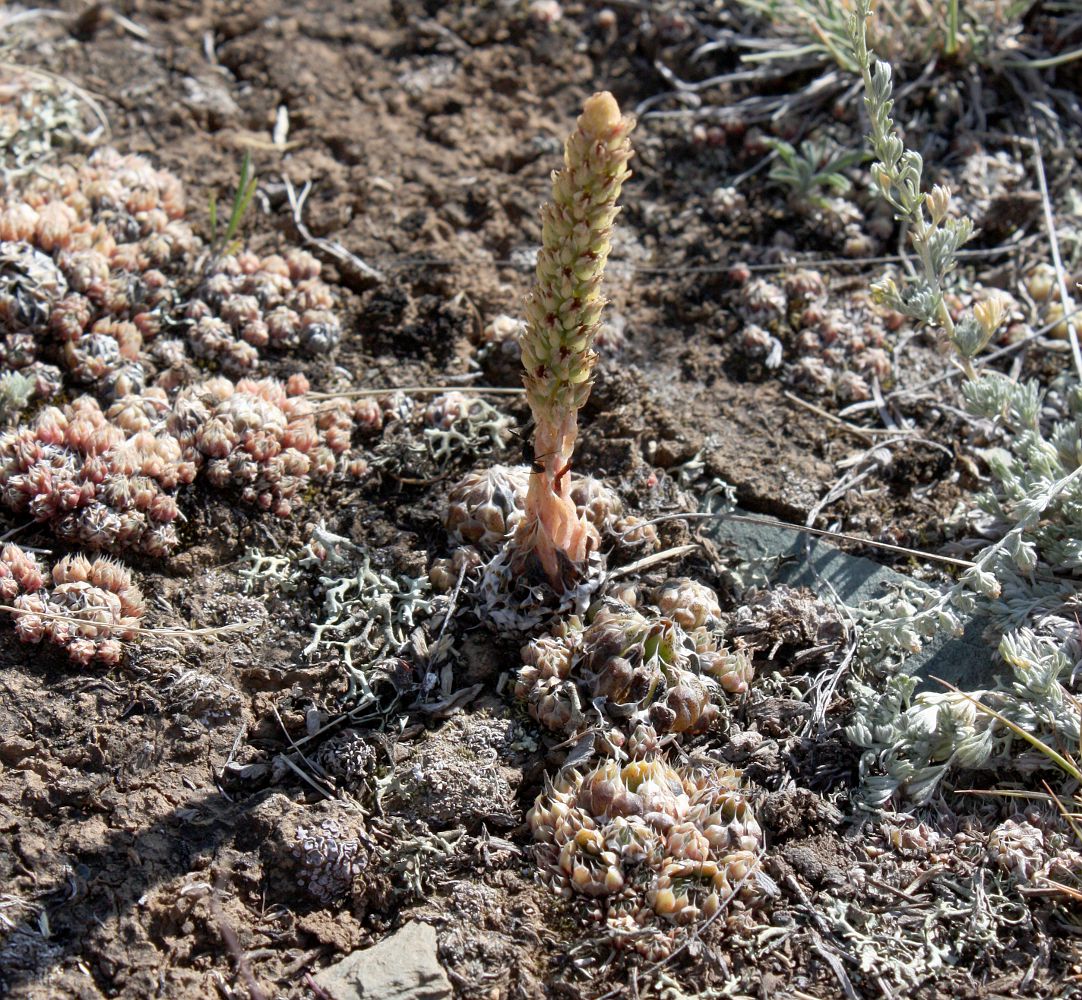 Изображение особи Orostachys spinosa.