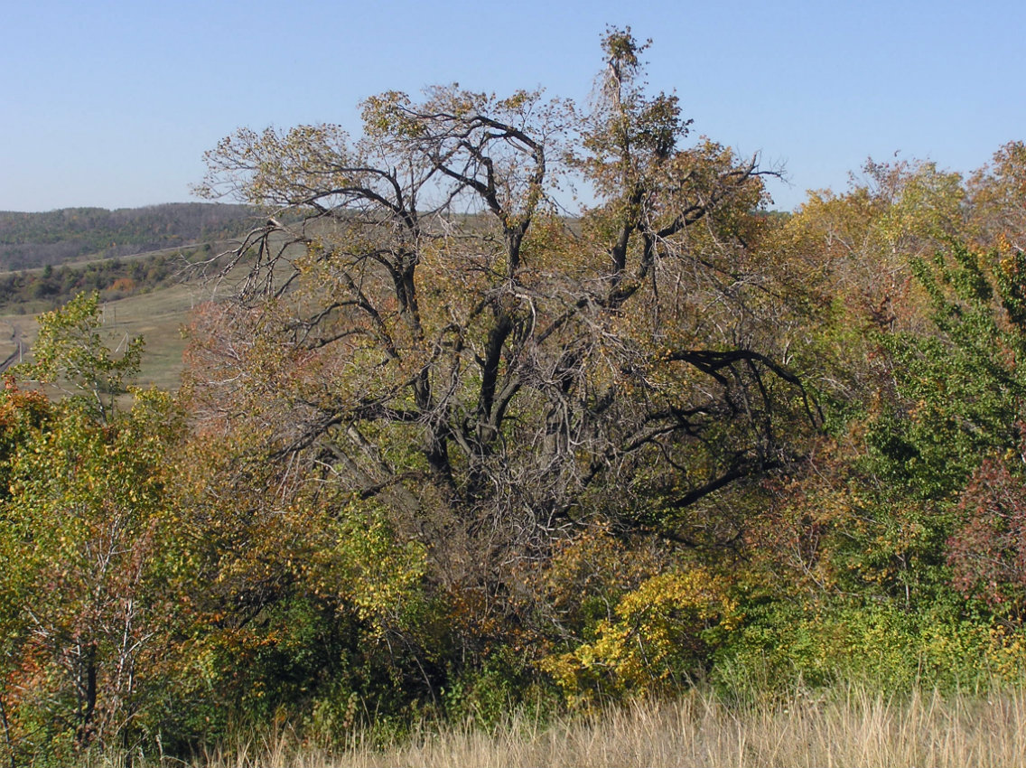 Изображение особи Ulmus laevis.