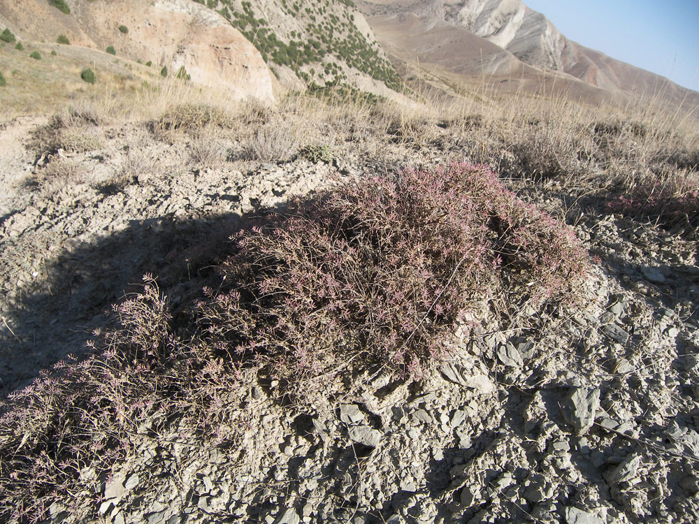 Image of Reaumuria persica specimen.