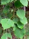 Populus tremula. Часть ветви. Свердловская область, городской округ Верхняя Пышма, окрестности с. Мостовское. 11.06.2012.