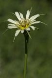 Image of taxon representative. Author is Виктор Шмонин