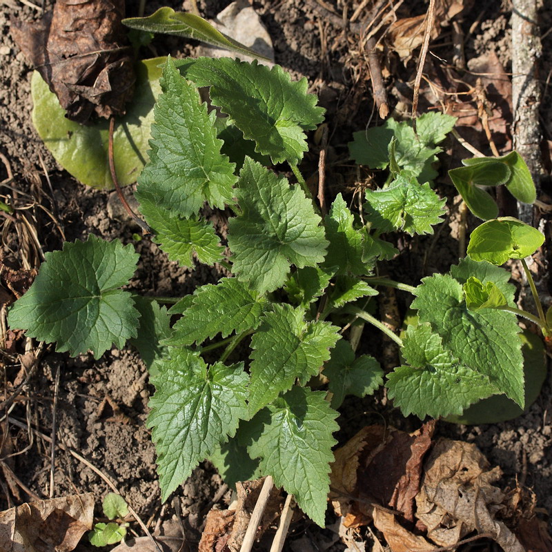 Изображение особи Campanula trachelium.