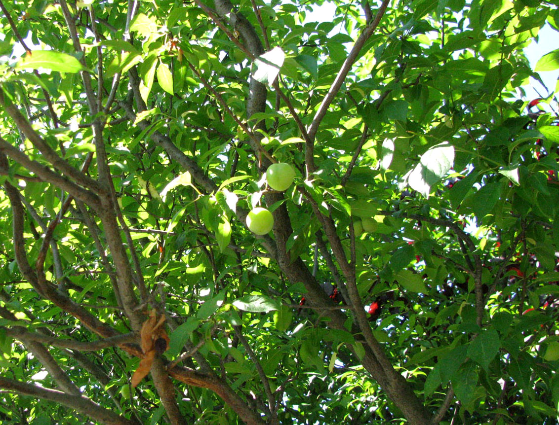 Image of Prunus cerasifera specimen.
