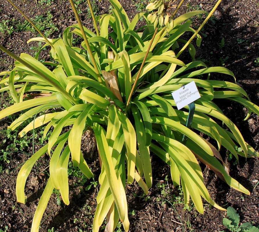 Image of Agapanthus africanus specimen.