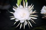 Epiphyllum oxypetalum. Цветок. Индонезия, остров Бали, г. Денпасар, парк. 01.11.2010.