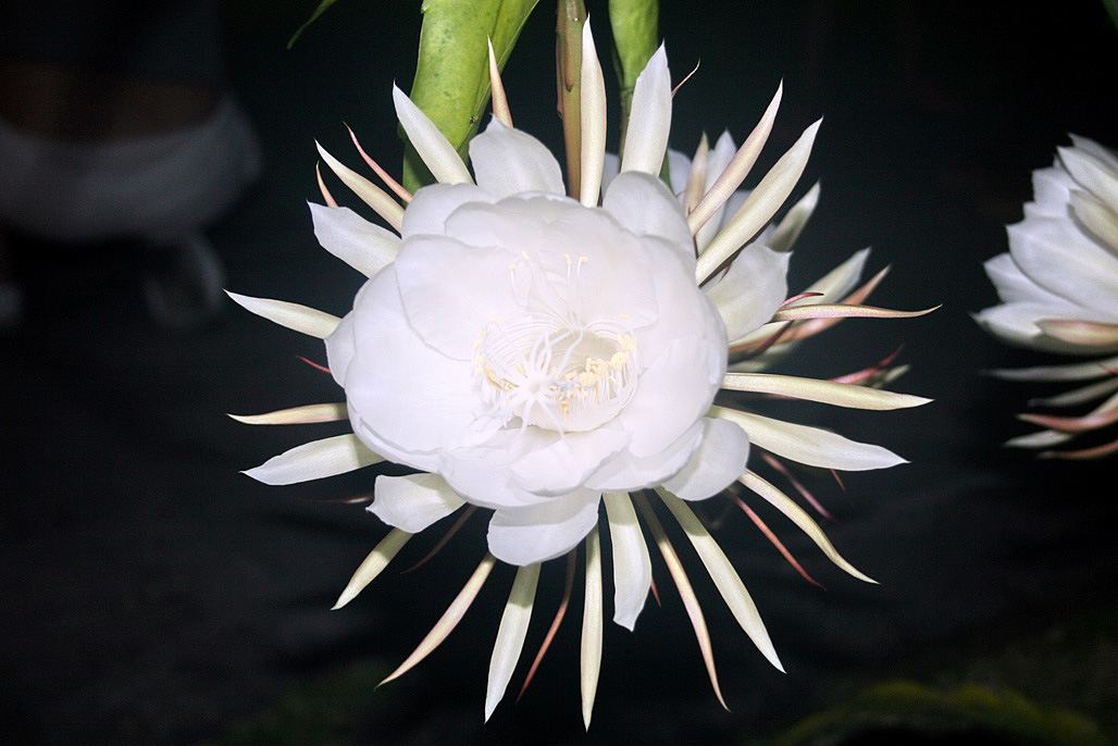 Image of Epiphyllum oxypetalum specimen.