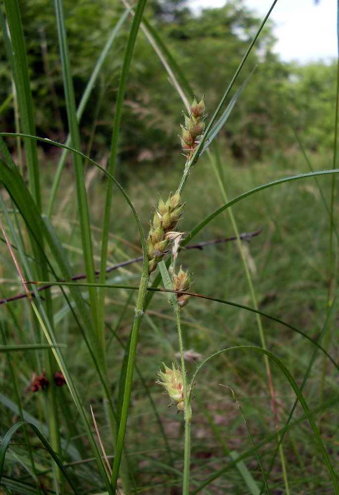 Изображение особи Carex hirta.