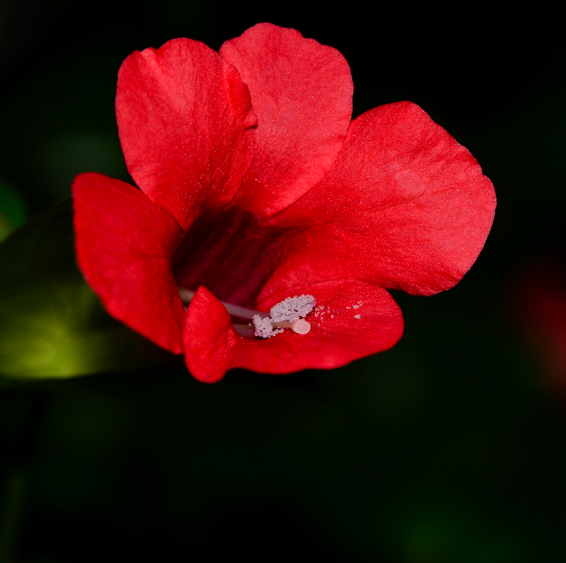 Изображение особи Barleria repens.