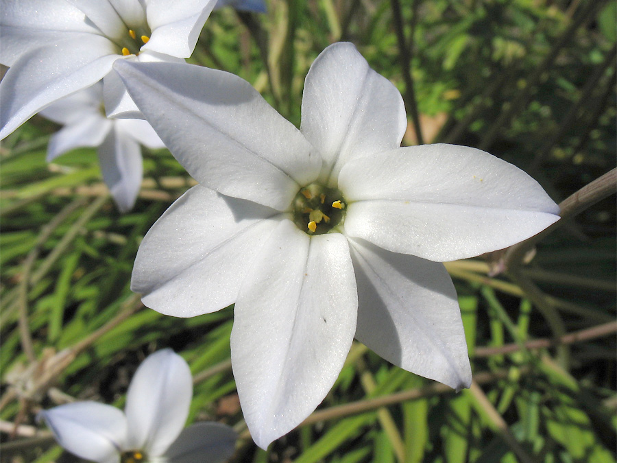 Изображение особи Ipheion uniflorum.