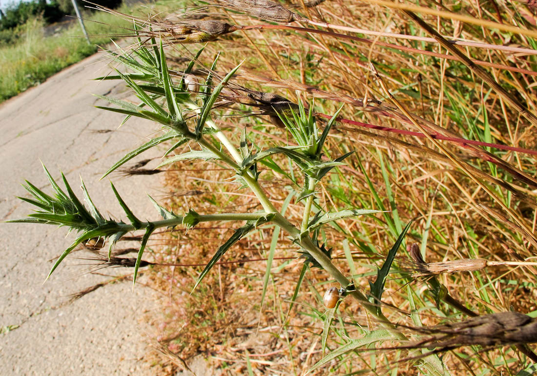 Image of Carthamus tenuis specimen.