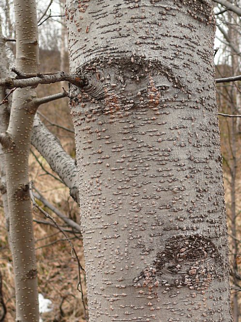 Изображение особи Alnus kolaensis.