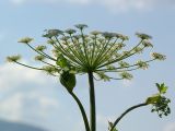 Heracleum sosnowskyi. Главное соцветие и раскрывающиеся боковые. Украина, Закарпатская обл., Свалявский р-н, берег р. Пиня возле с. Солочин. 24 июня 2012 г.