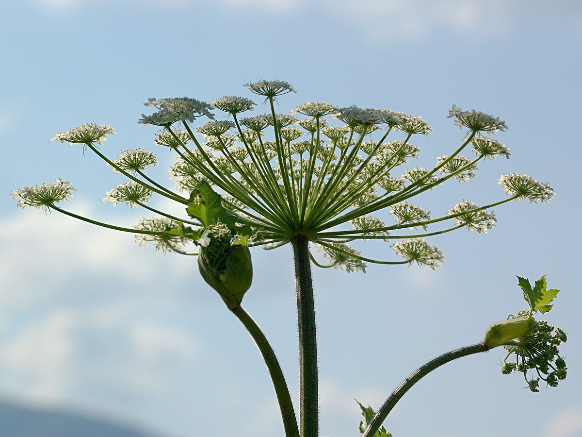 Image of Heracleum sosnowskyi specimen.