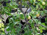 Cydonia oblonga. Часть кроны плодоносящего дерева. Хорватия, Истрия, г. Мотовун, небольшой сад у дома. 06.09.2012.