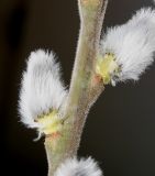Salix × reichardtii