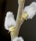 Salix &times; reichardtii