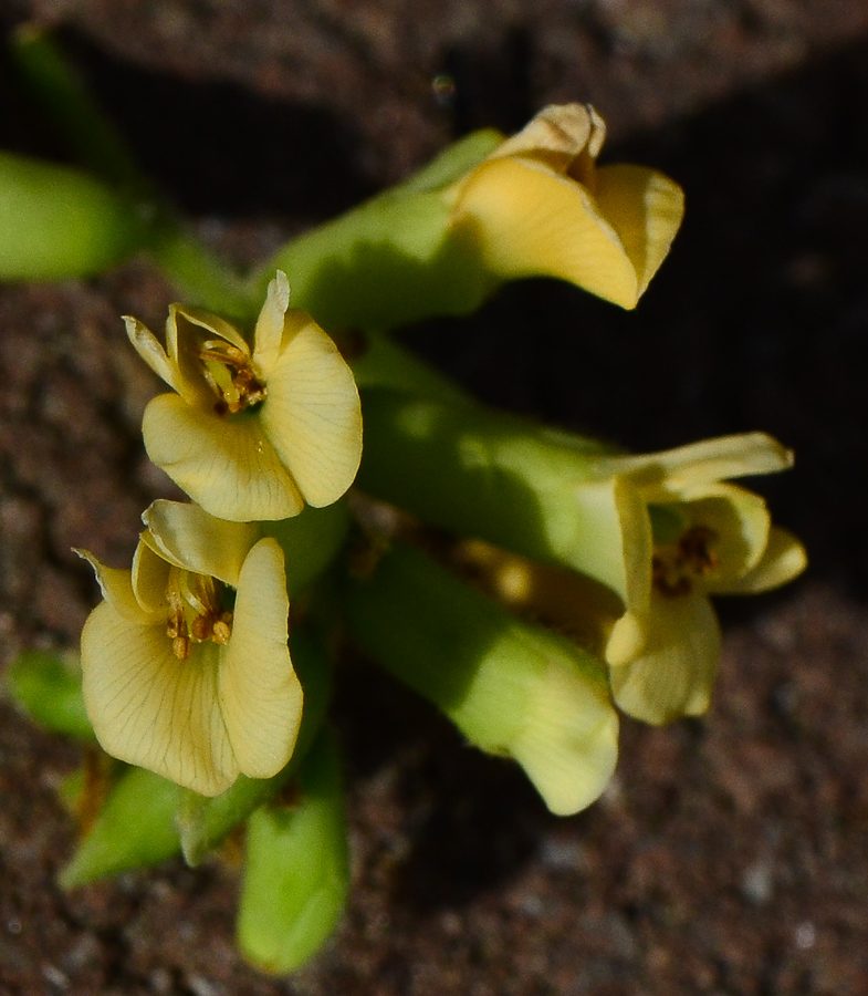 Изображение особи Dalbergia sissoo.