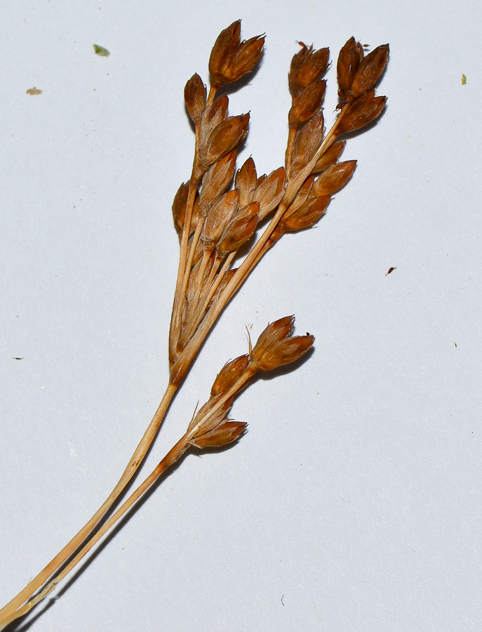 Image of Juncus arabicus specimen.