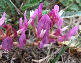 Astragalus buschiorum