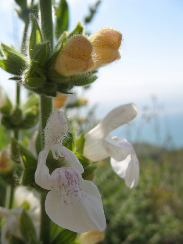 Image of Salvia scabiosifolia specimen.