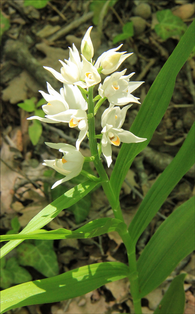 Image of Cephalanthera longifolia specimen.