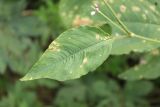 род Persicaria