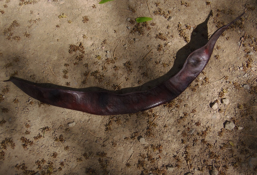 Image of genus Gleditsia specimen.