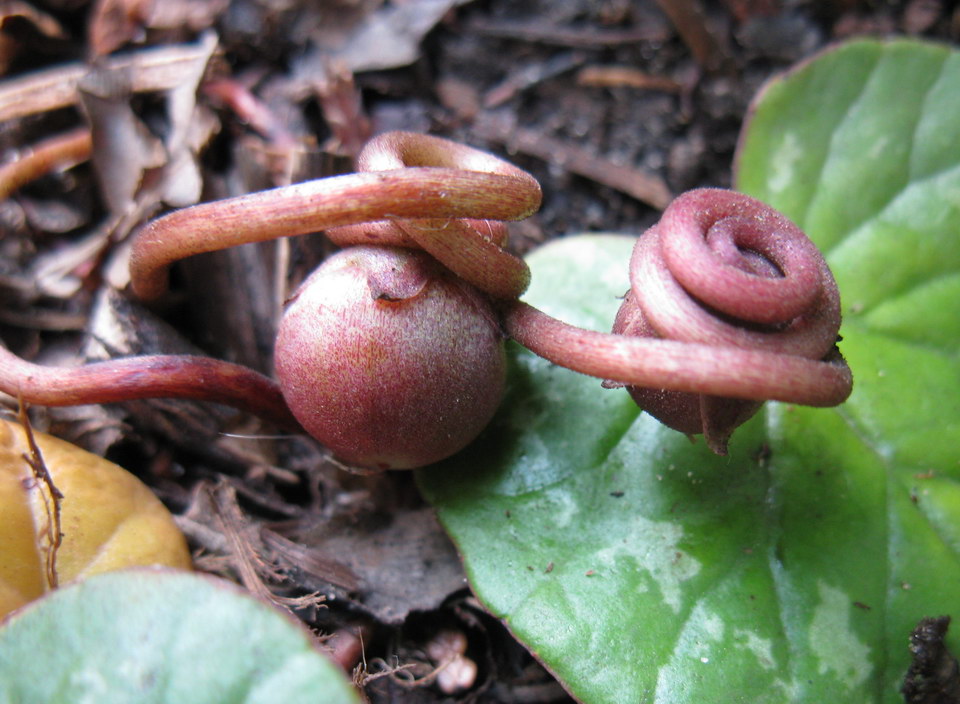Image of Cyclamen coum specimen.