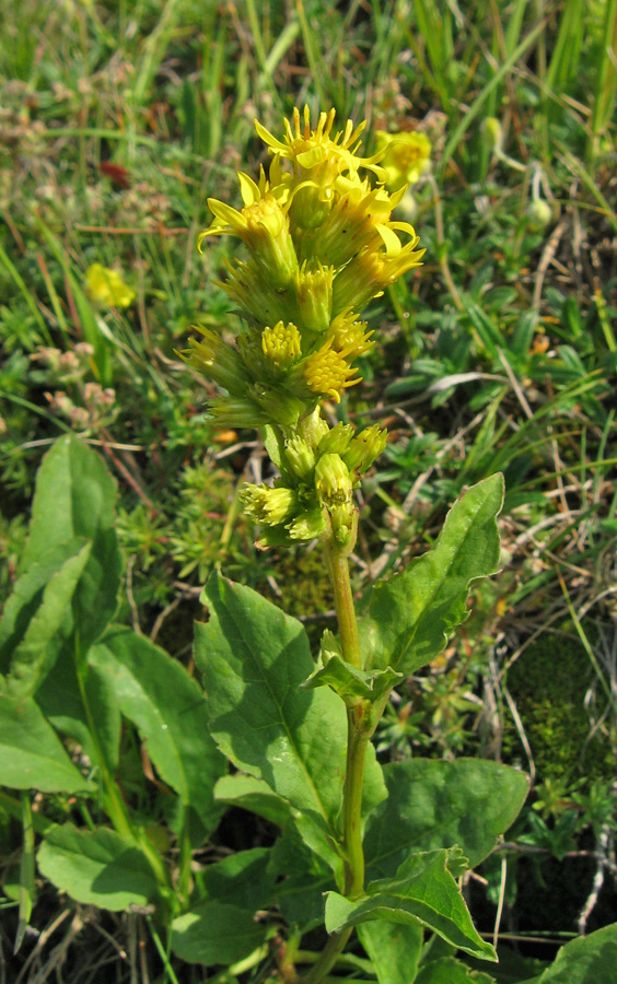 Изображение особи Solidago virgaurea ssp. taurica.