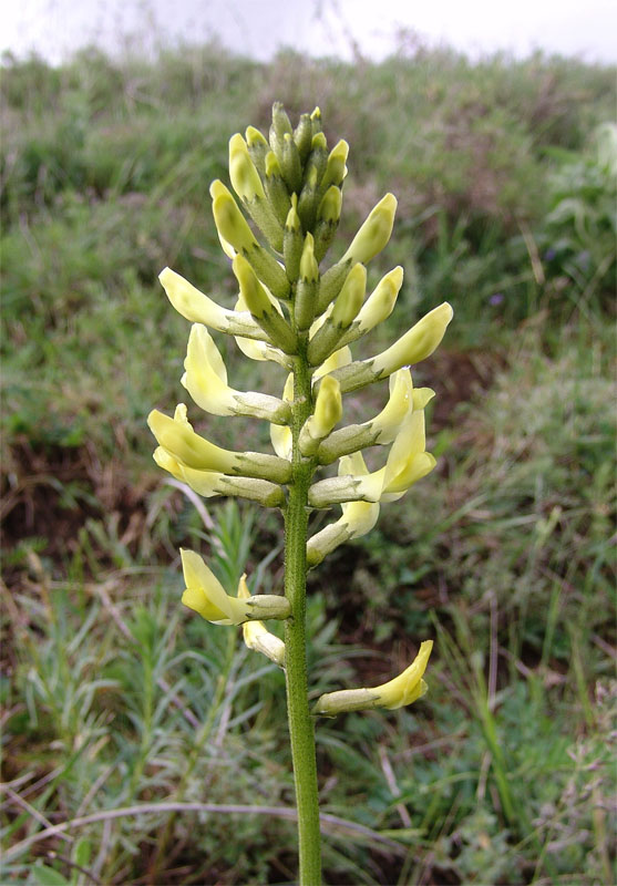 Image of Astragalus refractus specimen.