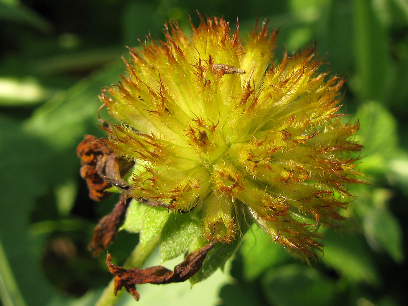 Изображение особи род Gaillardia.