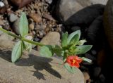 Anagallis arvensis