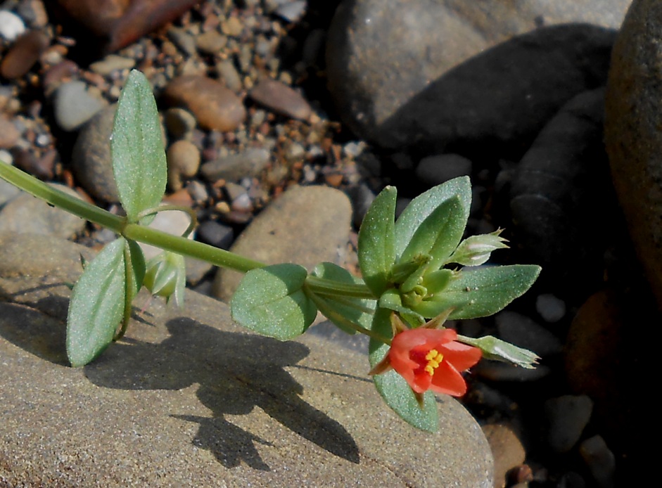 Изображение особи Anagallis arvensis.