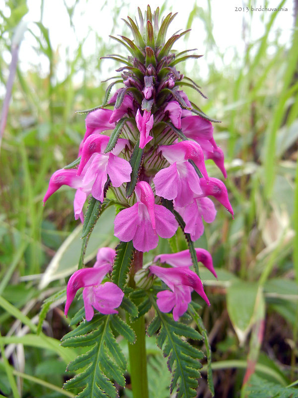 Изображение особи Pedicularis chamissonis.