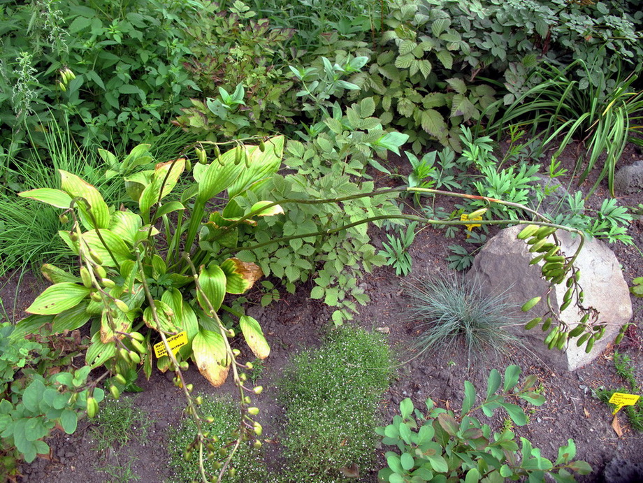 Image of Hosta rectifolia specimen.