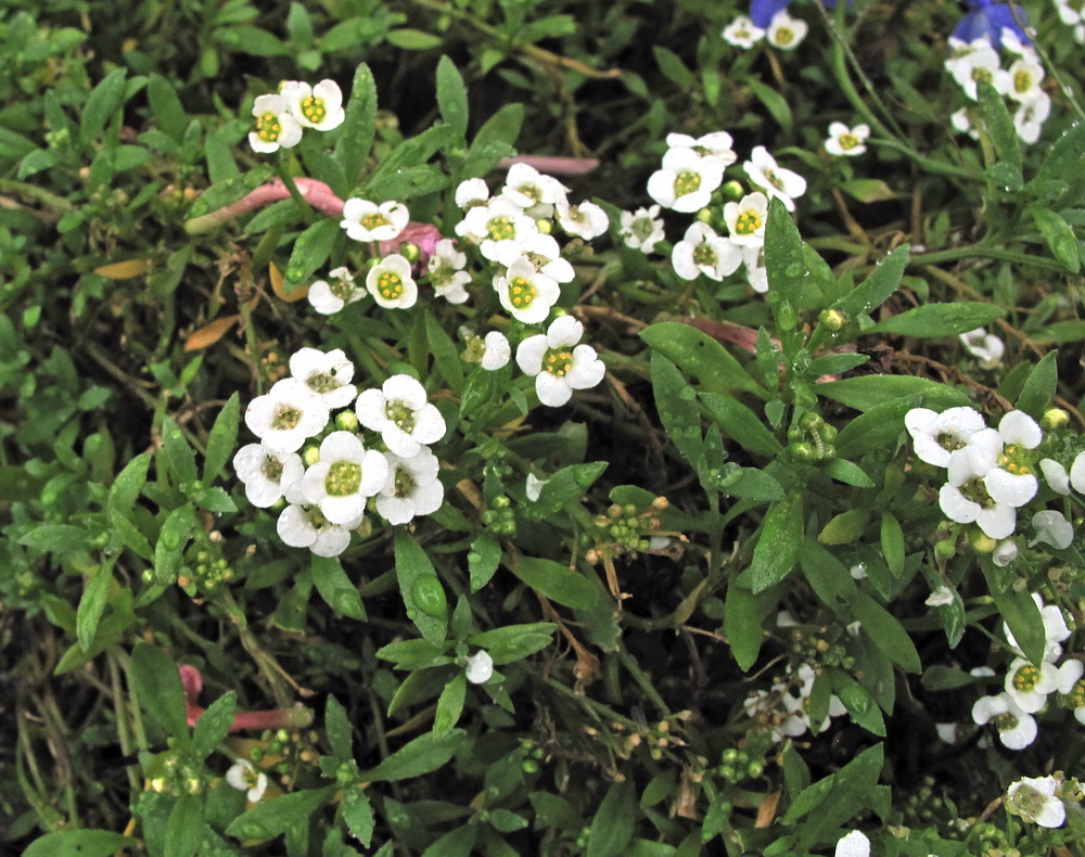 Image of Lobularia maritima specimen.