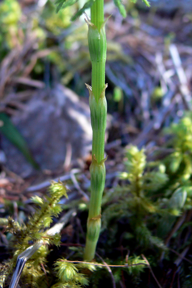 Image of Equisetum sylvaticum specimen.