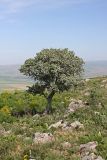 Crataegus pontica