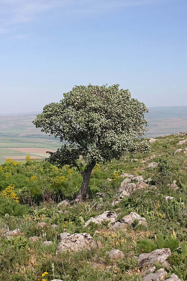 Изображение особи Crataegus pontica.