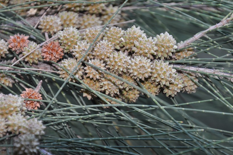 Изображение особи Casuarina equisetifolia.