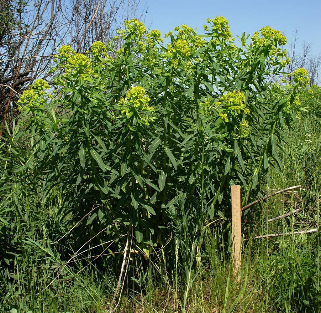 Изображение особи Euphorbia semivillosa.