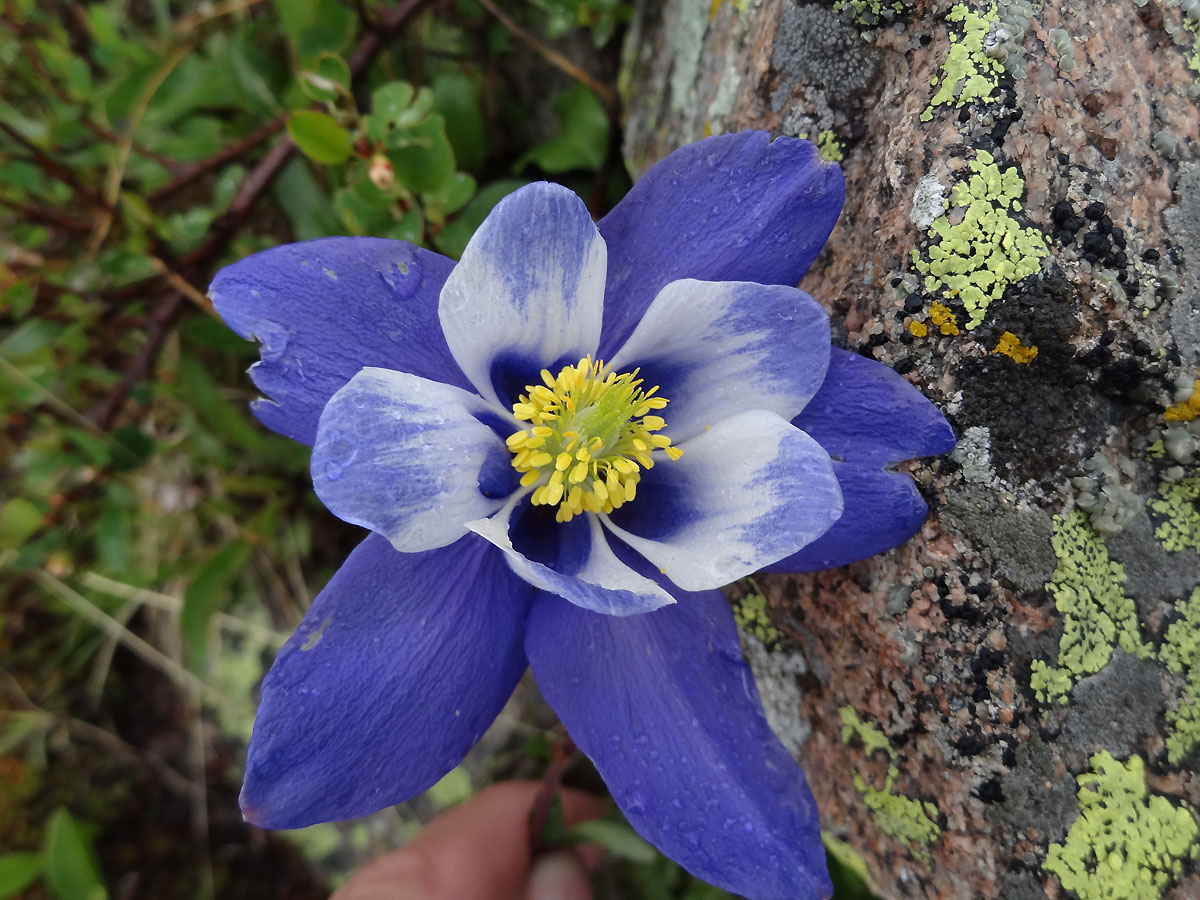 Изображение особи Aquilegia glandulosa.